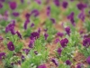 arizona_purple_flowers