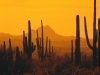 arizona_sunset_desert_cactus